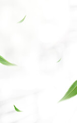 Flying green leaves on white background. Fresh spring foliage. Environment and ecology backdrop