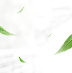 Flying green leaves on white background. Fresh spring foliage. Environment and ecology backdrop