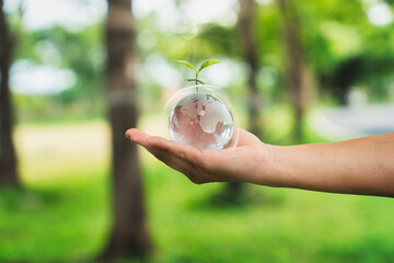 Hand Holding Glass Globe with Growing Seedling Eco Concept
