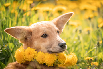 A lovely red puppy among yellow dandelions and luscious green grass. Dog with big ears