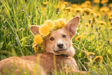 A lovely red puppy among yellow dandelions and luscious green grass. Dog with big ears