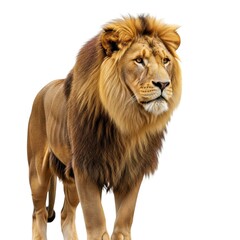 Obraz premium Majestic lion portrait with golden mane against pure white background
