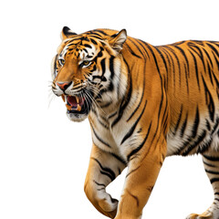 Fototapeta premium Striking Bengal Tiger Portrait Exhibiting Ferocious Expression on Dark Background
