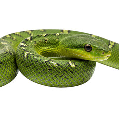 Fototapeta premium Emerald serpent elegance: a green tree python's graceful coil against darkness