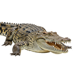 Obraz premium Detailed crocodile portrait on a stark black background showcasing reptilian armor