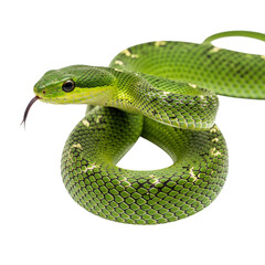 Fototapeta premium Green Viper Close-up Displaying Intricate Scale Patterns and Striking Coloration