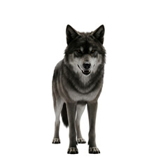 Fototapeta premium Enigmatic wolf standing majestically against the stark contrasting backdrop