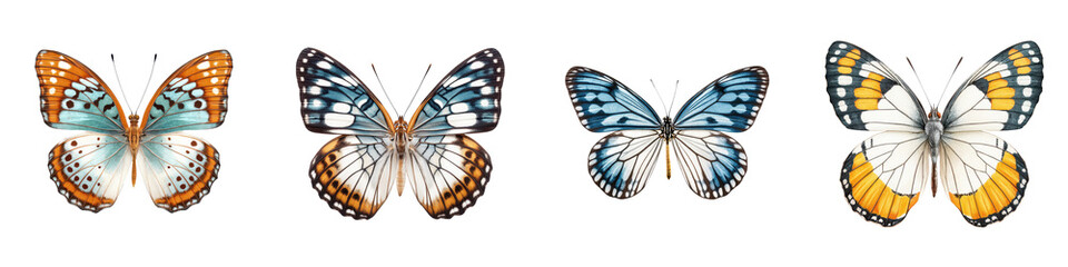 Diverse and Colorful Butterflies in Nature