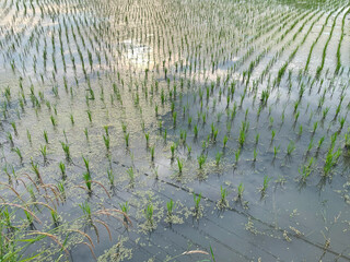 Early Stage Rice Field with Reflections and Floating Weeds