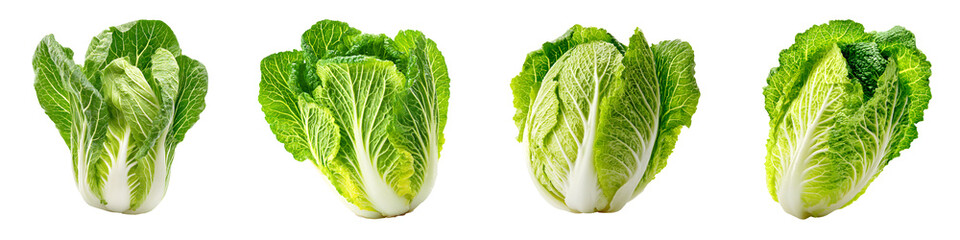 Fresh healthy lettuce greens