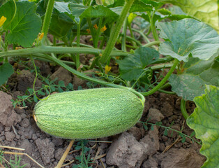Obraz premium Unripe melon on a branch, unripe melon fruit growing in the garden