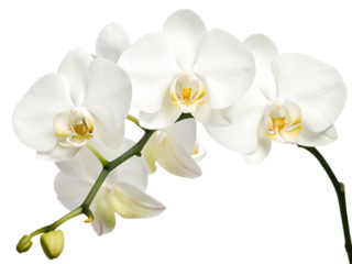 Orchid isolated. Twig white orchid on a transparent background.