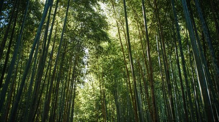 Fototapeta premium Arashiyama Bamboo Grove in Sunlight/嵐山竹林の陽光シーン4