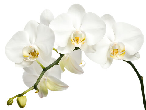 Orchid isolated. Twig white orchid on a transparent background.