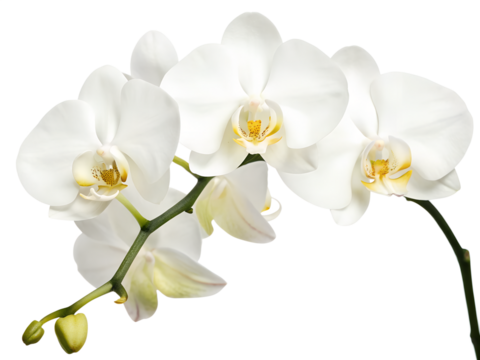 Orchid isolated. Twig white orchid on a transparent background.