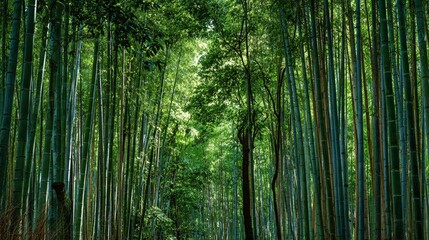 Obraz premium Arashiyama Bamboo Grove in Sunlight/嵐山竹林の陽光シーン7