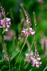 Obraz premium Bee pollinating pink wildflowers in a meadow
