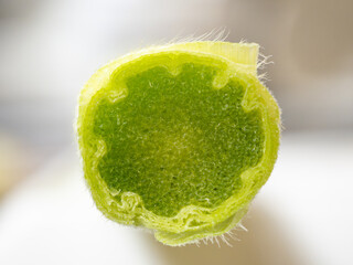 ヤングコーンのヒゲ、断面