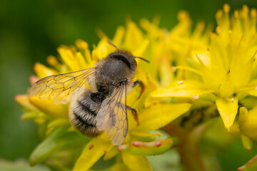 Biene auf einer gelben Blüte