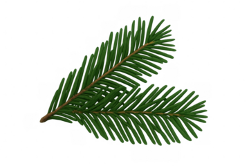 Two vibrant green fir tree branches gracefully arranged, adding a touch of nature and elegance to designs with transparent background