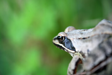 frog in the grass