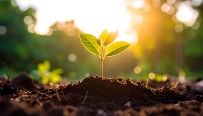Young Plant Growing in Sunlight with Nature, Growth, Hope, Environment, and Sustainability.