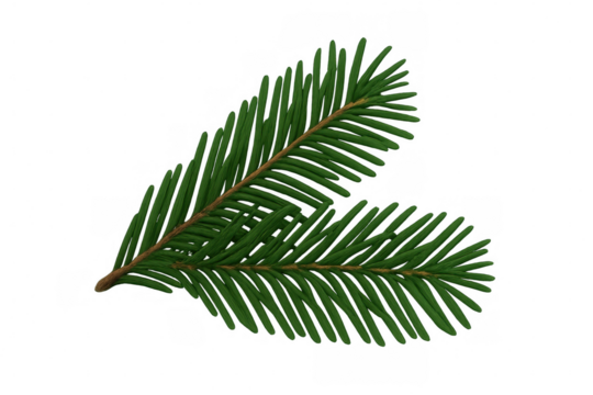 Two vibrant green fir tree branches gracefully arranged, adding a touch of nature and elegance to designs with transparent background