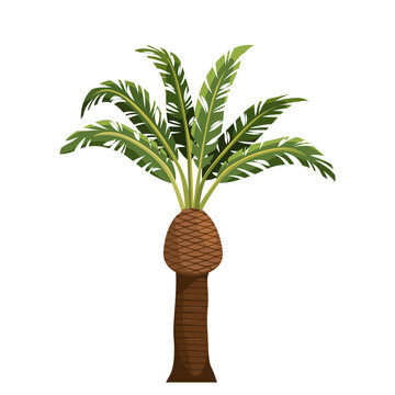Bottle palm or palmiste gargoulette plant. Vector tropical endemic plant. Element for exotic garden cultivation or icon for outdoor beach decoration. Agriculture and horticulture, botany and biology.