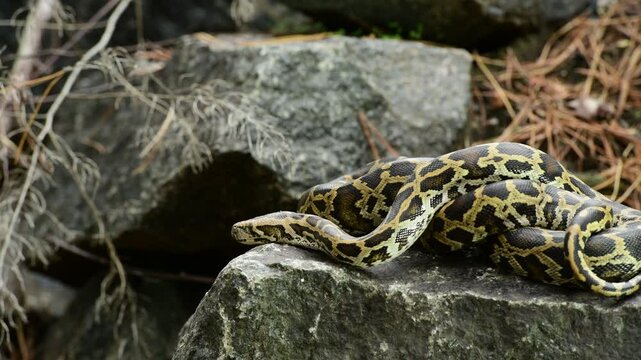 royal python close up with skin texture. snake python on rocks and on ground surface