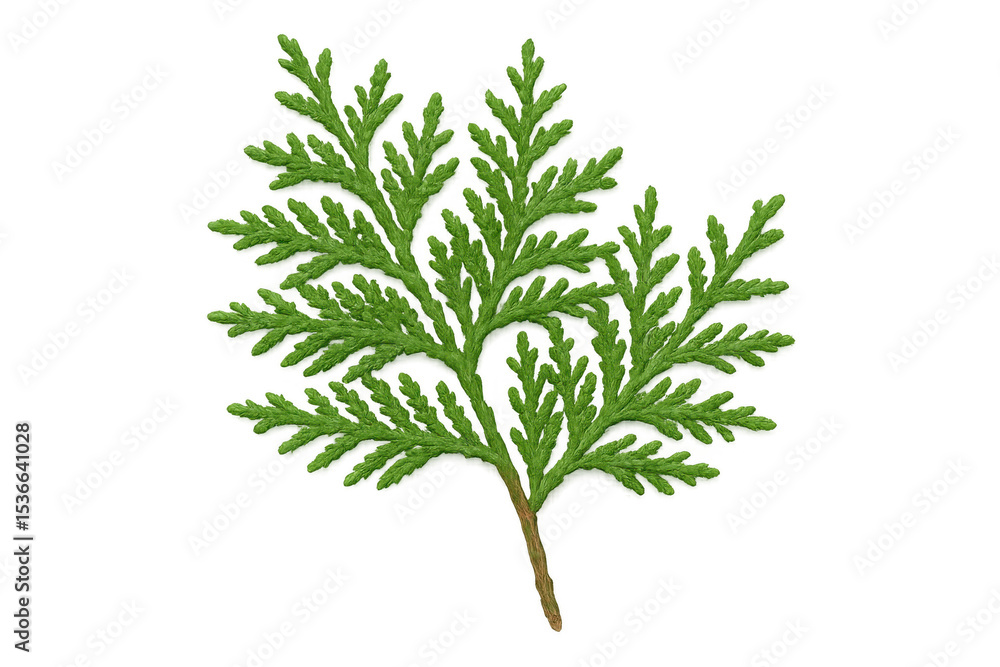 Poster green thuja twig displaying intricate branching, delicate needles with fine texture against transpar
