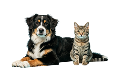 A dog and a cat are sitting next to each other against a black background looking at the camera