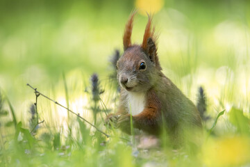 Fressendes Eichhörnchen auf der Blumenwiese