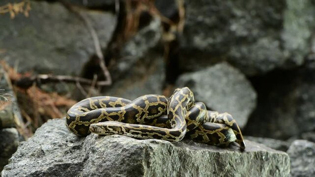 royal python close up with skin texture. snake python on rocks and on ground surface