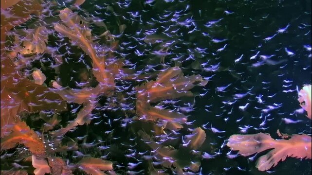 Witness the enchanting movement of krill swarming beneath the icy Arctic surface, showcasing the delicate balance of marine life in frigid waters during this breathtaking underwater journey.