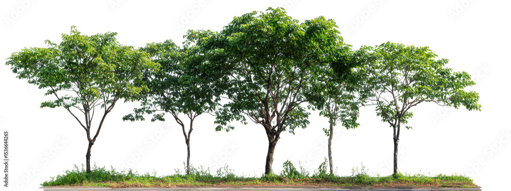 Poster row of green trees with lush foliage and grass isolated on transparency background, showing natural 