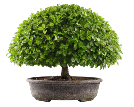 Small bonsai tree with lush green leaves shaped in rounded form, planted in shallow, textured ceramic pot, isolated on transparency background showing natural beauty and calmness