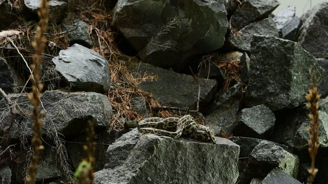 royal python close up with skin texture. snake python on rocks and on ground surface