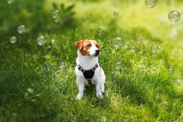 Cute jack russell terrier playing with soap bubbles on green grass on a sunny summer day