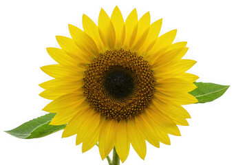 Naklejka premium Vibrant single sunflower on black background