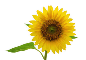 Obraz premium Single vibrant sunflower on black background