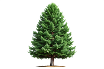 Evergreen fir tree isolated on a white background AI