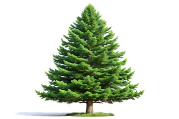 Fototapeta premium Evergreen fir tree isolated on a white background AI