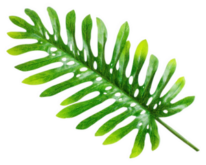 Green tropical leaf with deep lobes and holes isolated on transparent background, showing vibrant natural texture and fresh botanical detail in bright lighting