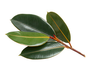Rubber plant leaf stem isolated on transparency background with glossy green leaves and reddish brown branch showing natural texture and vibrant colors