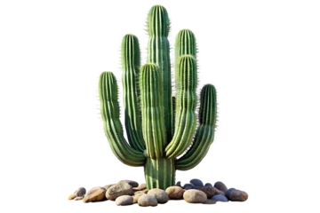 Fototapete Majestic saguaro cactus isolated on a white background © jhon
