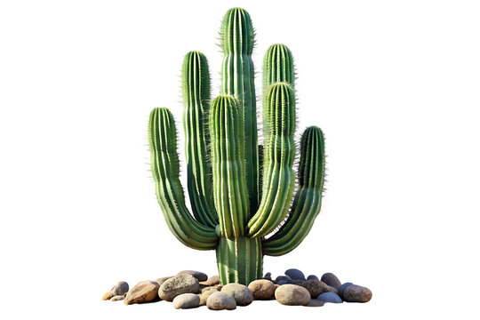 Majestic saguaro cactus isolated on a white background - Powered by Adobe