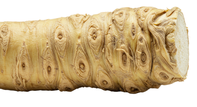 Detailed Closeup of a Horseradish Root Showing Intricate Texture and Pale Beige Hues
