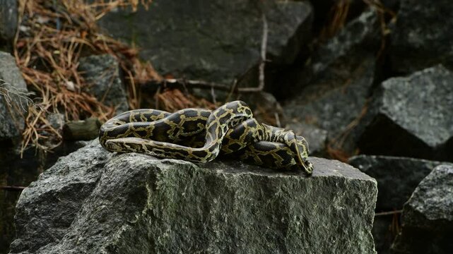 royal python close up with skin texture. snake python on rocks and on ground surface
