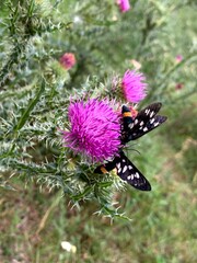 Amata phegea. Onopordum acanthium. Insects on a pink flower. Shrubs. Summer plants. Field plants.