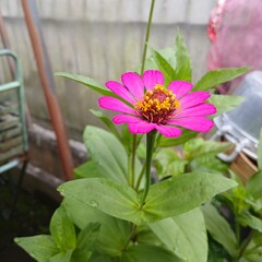 Close a pink paper flower blooms in a pot surrounded by vibrant green leaves, showcasing its...